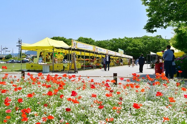 ▲장성군은 오는 29일까지 10일간 ‘황룡강 노란꽃장터’를 운영한다.(사진제공=장성군)