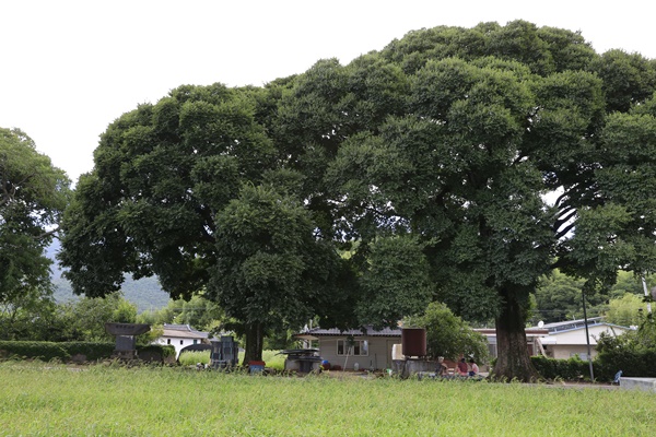 보성군 회천면 ‘보성 전일리 팽나무 숲’2007년 천연기념물 제480호로 지정됐다. [사진=보성군]