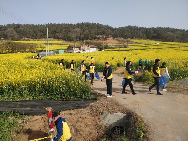 해제면 주민자치위원회가 도리포 유채꽃 단지에서 환경정비활동을 추진하고 있다.(사진=무안군)