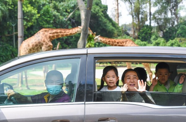 관광객들이 지난해 7월 8일 광둥(廣東)성 광저우(廣州)시 창룽(長隆)야생동물세계 자가운전 관람구역에서 아프리카 초원 동물을 근거리에서 관찰하고 있다. (사진/신화통신)