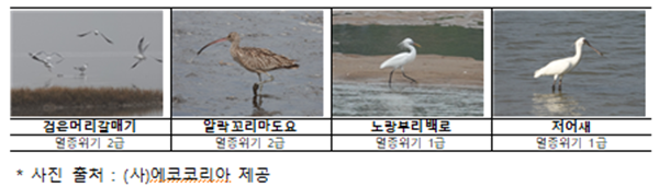 (바닷새) 법정보호종 4종 서식