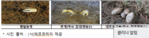 (저서무척추동물) 해양보호생물 3종 서식