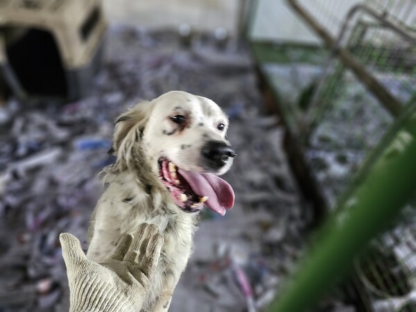 시흥 유기견없는세상 유기견 [사진=한국사회공헌협회 제공]