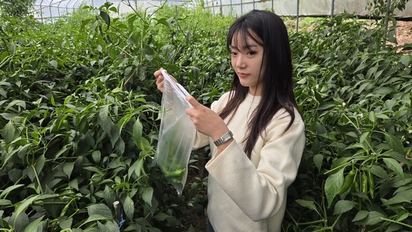 고추를 따고 있는 김아현