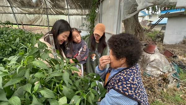 고추따기를 통해 마을주민과 소통하는 현장