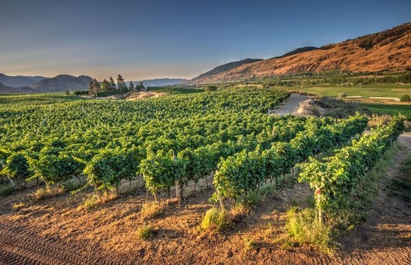 사진 = 헬렌 시왁, 팬텀 크릭 와이너리 제공. Photos by Helen Siwak and courtesy of Phantom Creek Winery