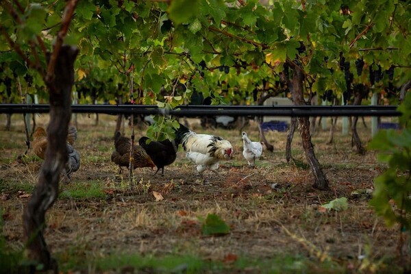 사진 = 헬렌 시왁, 팬텀 크릭 와이너리 제공. Photos by Helen Siwak and courtesy of Phantom Creek Winery