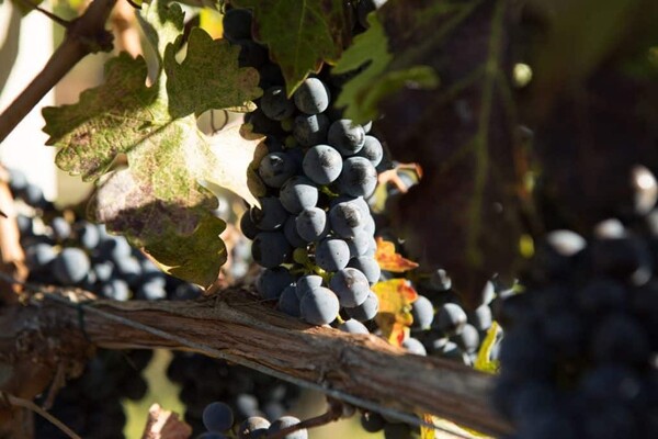 사진 = 헬렌 시왁, 팬텀 크릭 와이너리 제공. Photos by Helen Siwak and courtesy of Phantom Creek Winery