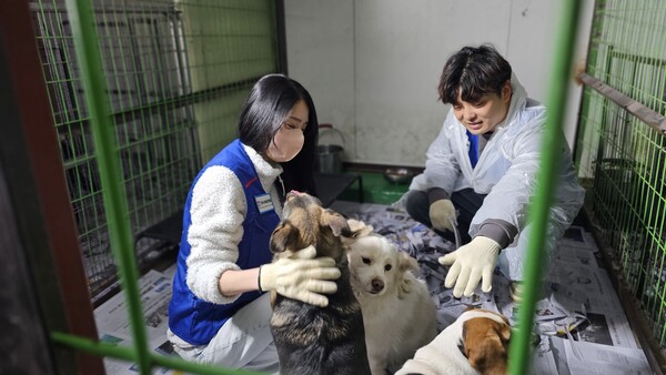 봉사활동 중인 사회적인플루언서 백설이와 호캠프(오른쪽) (사진=유회중 기자)