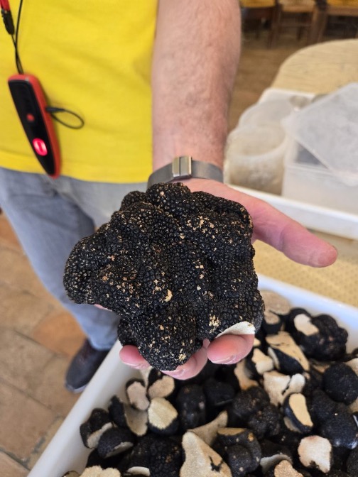 사진 = 아이메 트러플 농장 제공. Courtesy of Ayme Truffle Farm, Helen Siwak.