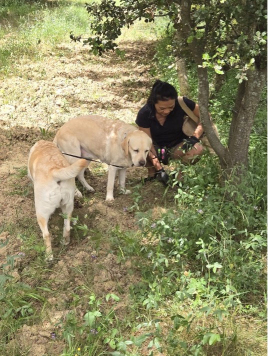 사진 = 아이메 트러플 농장 제공. Courtesy of Ayme Truffle Farm, Helen Siwak.