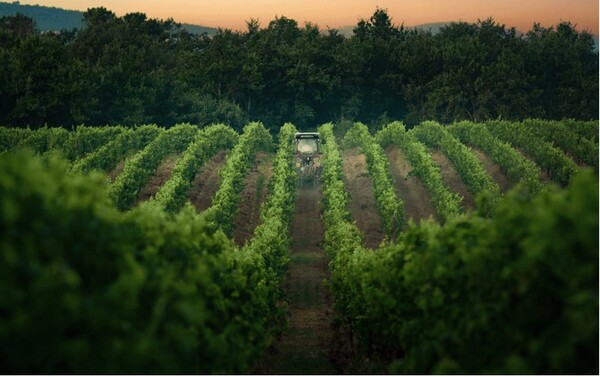 사진 제공 = Stefano Ricci S.p.A, Helen Siwak.