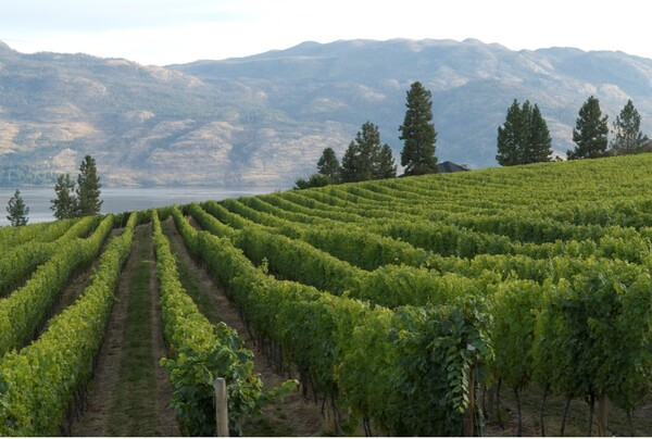 사진제공 = 미션 힐 패밀리 에스테이트 와이너리 (All photography provided by Mission Hill Family Estates Winery, Helen Siwak)