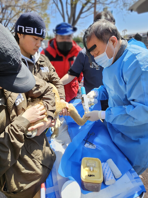 유한양행과 협력사 리센스메디컬이 산불피해를 입은 동물을 치료하고 있다. [사진=유한양행]