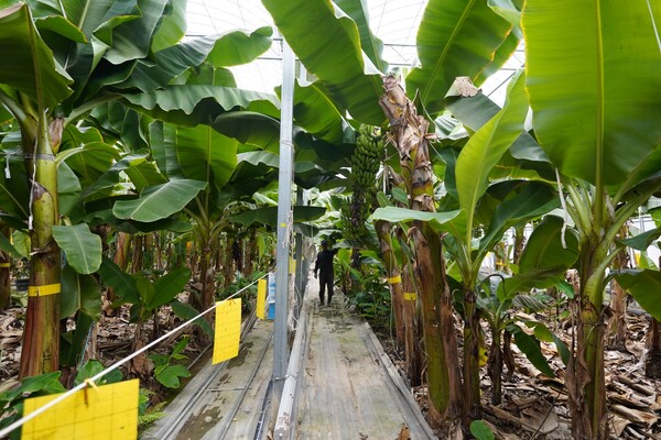 엣지해남 바나나농장[사진=해남군]