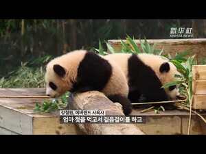 쌍둥이 아기 판다 루이바오, 후이바오의 '첫 외출'