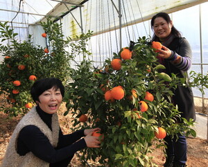 올해 설 명절 선물로 진도 한라봉·레드향 어때요?